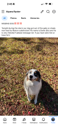 Lost Male Dog last seen Shady rest rd, Havana, FL 32333