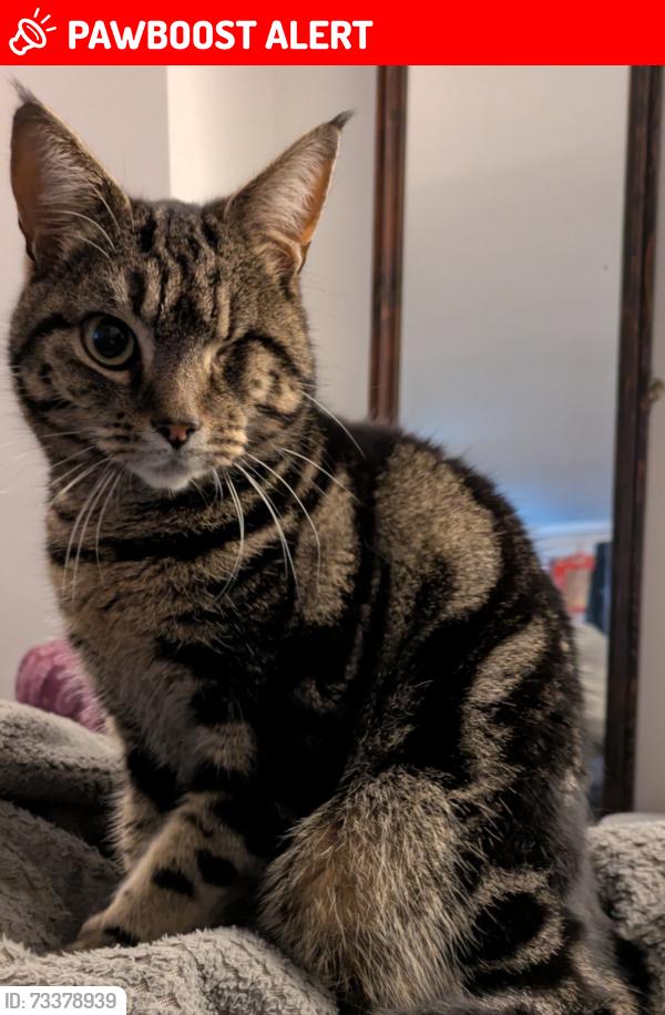 Lost Male Cat last seen Clapton Station, Greater London, England E5 8AD