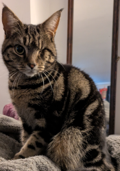 Lost Male Cat last seen Clapton Station, Greater London, England E5 8AD