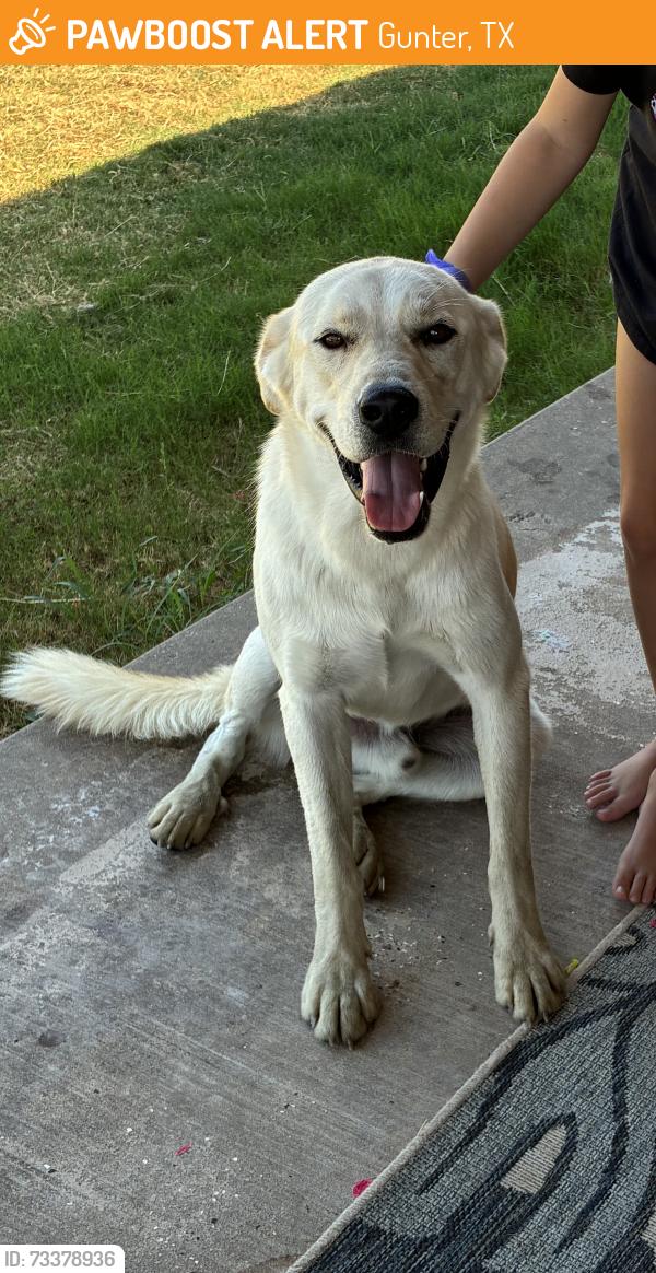 Found/Stray Unknown Dog last seen Near Gunter, TX, Gunter, TX 75058