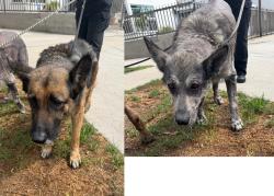 Found/Stray Unknown Dog last seen Kornblum Ave and W 120th St, Hawthorne, CA 90250