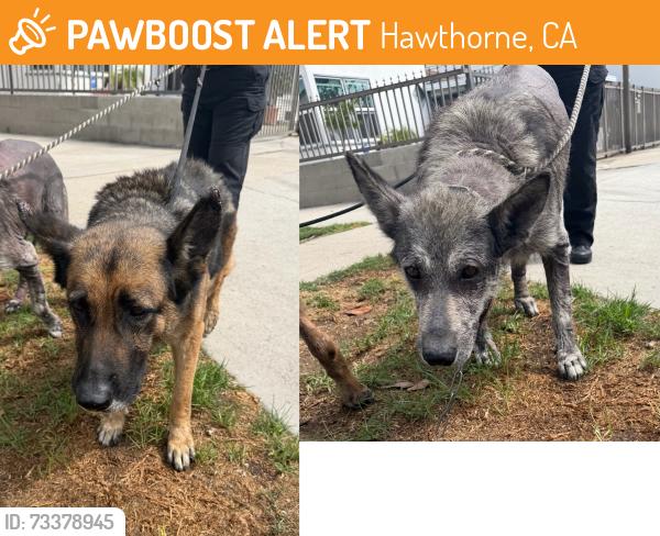 Found/Stray Unknown Dog last seen Kornblum Ave and W 120th St, Hawthorne, CA 90250