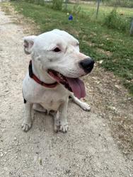 Found/Stray Female Dog last seen Aina, San Antonio, TX 78218