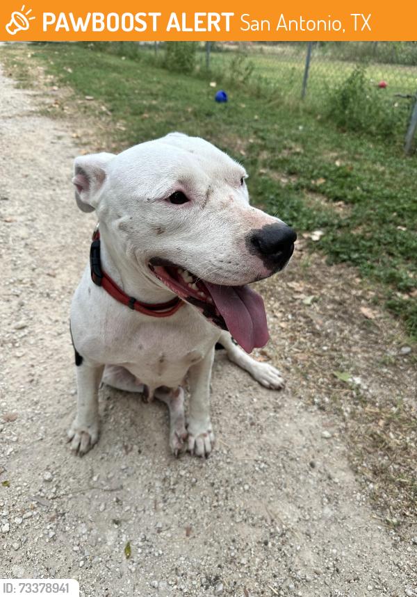 Found/Stray Female Dog last seen Aina, San Antonio, TX 78218