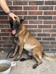 Found/Stray Unknown Dog last seen Hillcroft at S Braeswood, Houston, TX 77096