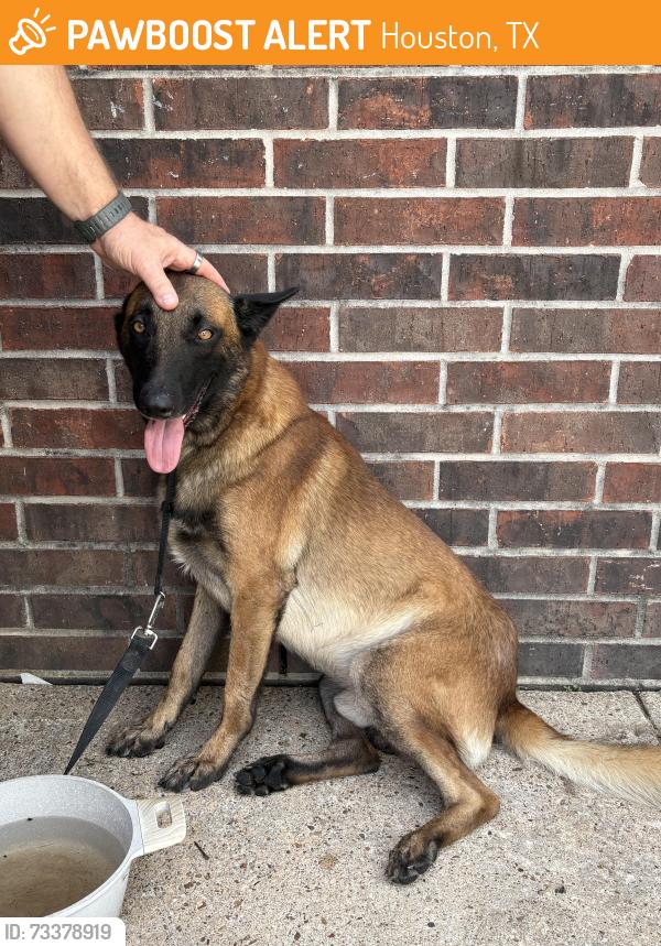 Found/Stray Unknown Dog last seen Hillcroft at S Braeswood, Houston, TX 77096