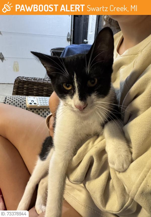 Found/Stray Male Cat last seen Vanvleet and hill road, Swartz Creek, MI 48473