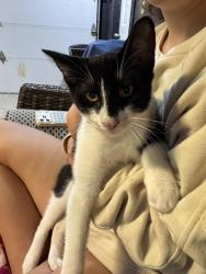 Found/Stray Male Cat last seen Vanvleet and hill road, Swartz Creek, MI 48473