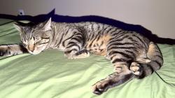 Reunited Male Cat last seen Queens Blvd and Dongan Ave Elmhurst, Queens, NY 11373