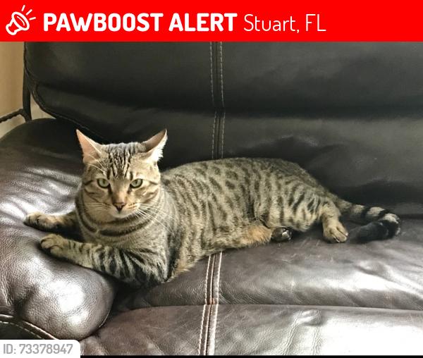 Lost Male Cat last seen Salerno Rd and SE Highlands Rd S, Stuart, FL 34997