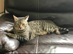 Lost Male Cat last seen Salerno Rd and SE Highlands Rd S, Stuart, FL 34997