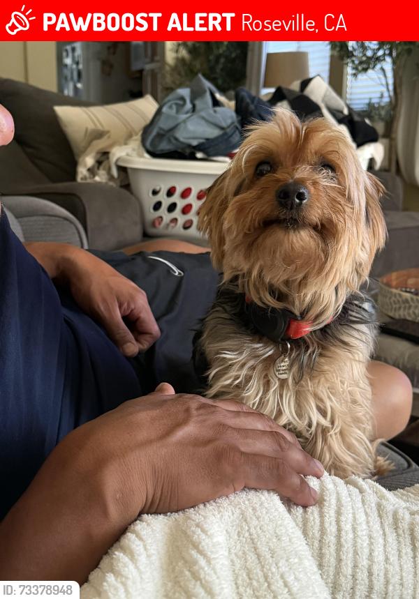 Lost Male Dog last seen Sunstone and pyrit, Roseville, CA 95747