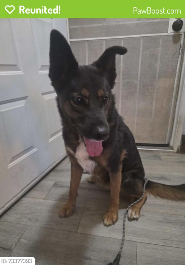 Reunited Unknown Dog last seen Patti Lane, Romoland, CA 92585