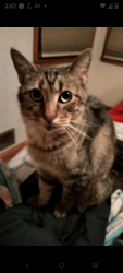 Lost Male Cat last seen Old mill rd, Indianapolis, IN 46221