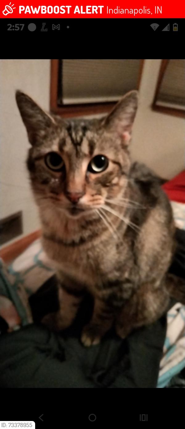 Lost Male Cat last seen Old mill rd, Indianapolis, IN 46221