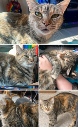 Lost Female Cat last seen Creekside St, near Muldoon, Anchorage, AK 99504