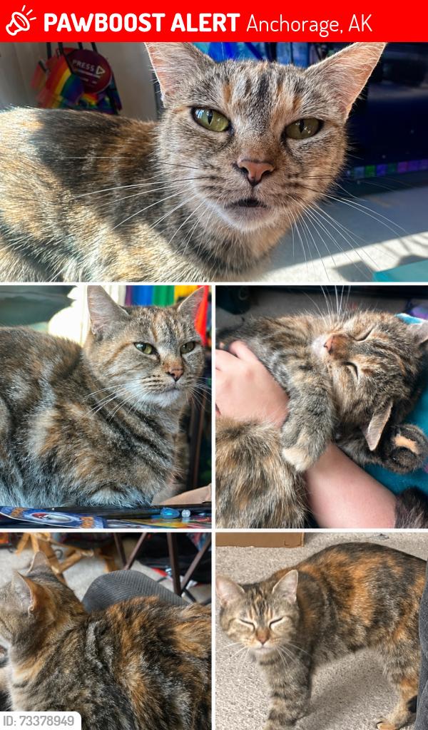 Lost Female Cat last seen Creekside St, near Muldoon, Anchorage, AK 99504