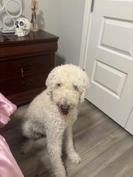 Reunited Female Dog last seen Near Cole Avenue, College Station, TX 77845