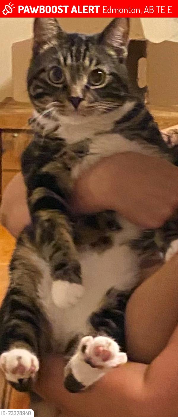 Lost Male Cat last seen Near street and 113 ave, Edmonton, AB T5E 3E3