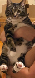 Lost Male Cat last seen Near street and 113 ave, Edmonton, AB T5E 3E3