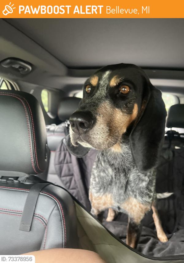 Found/Stray Female Dog last seen Bellevue Michigan, Bellevue, MI 49021