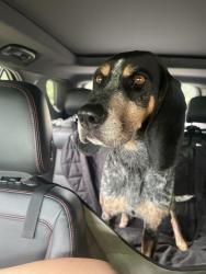 Found/Stray Female Dog last seen Bellevue Michigan, Bellevue, MI 49021