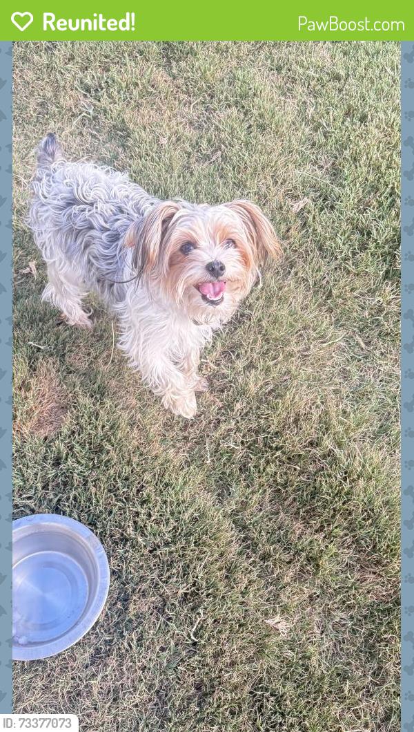 Reunited Female Dog last seen Broadtree Cir, Greenville, SC 29605