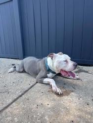 Found/Stray Unknown Dog last seen Lindbergh, Philadelphia, PA 19142