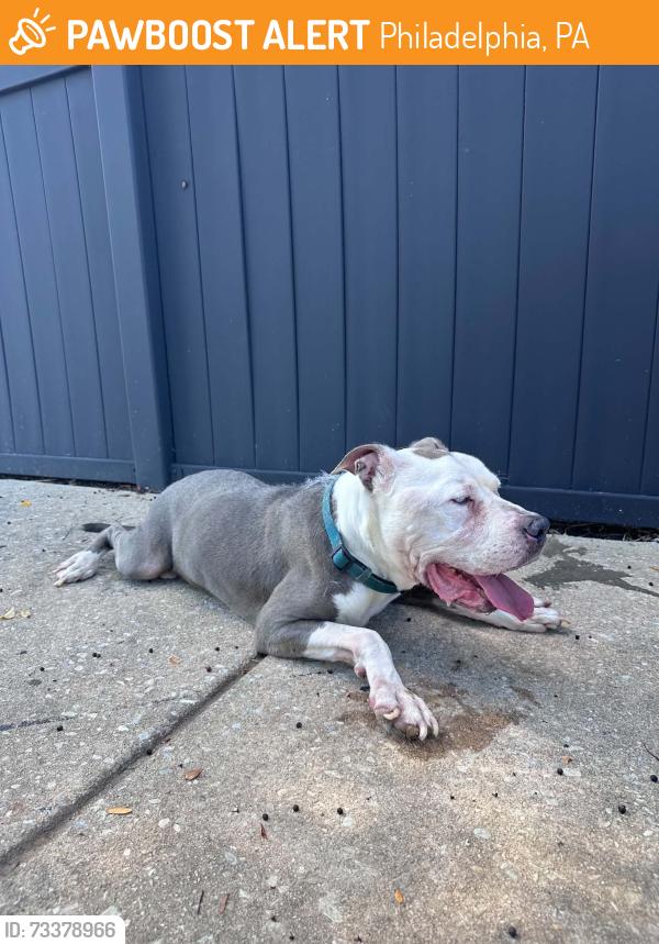 Found/Stray Unknown Dog last seen Lindbergh, Philadelphia, PA 19142
