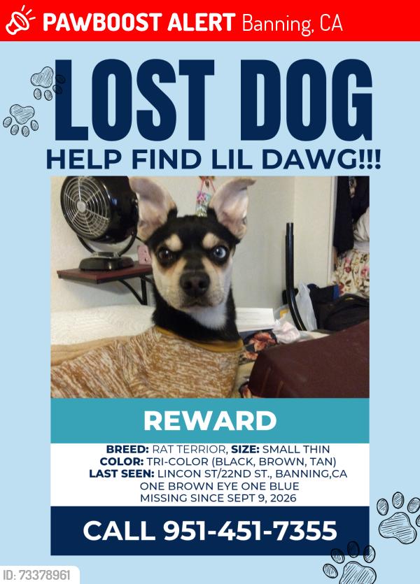 Lost Male Dog last seen Lincoln/22nd st Banning ca, Banning, CA 92220