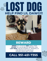 Lost Male Dog last seen Lincoln/22nd st Banning ca, Banning, CA 92220