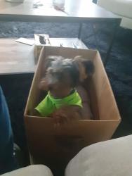 Lost Male Dog last seen Aaa, Tulsa, OK 74115