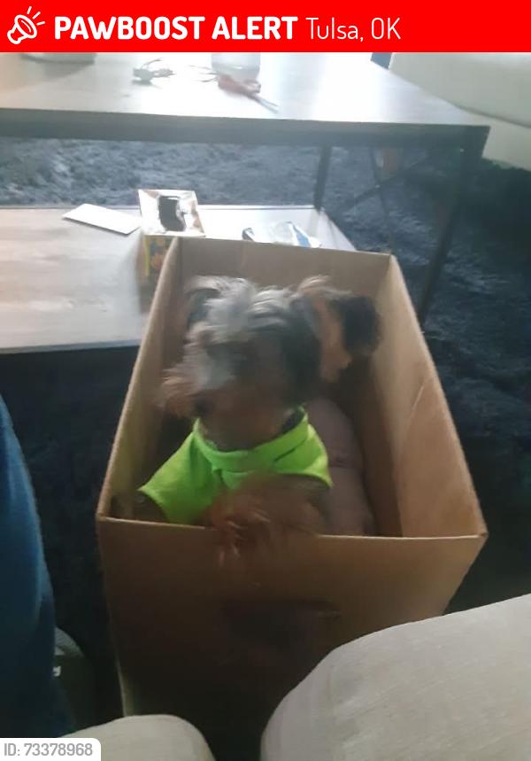 Lost Male Dog last seen Aaa, Tulsa, OK 74115