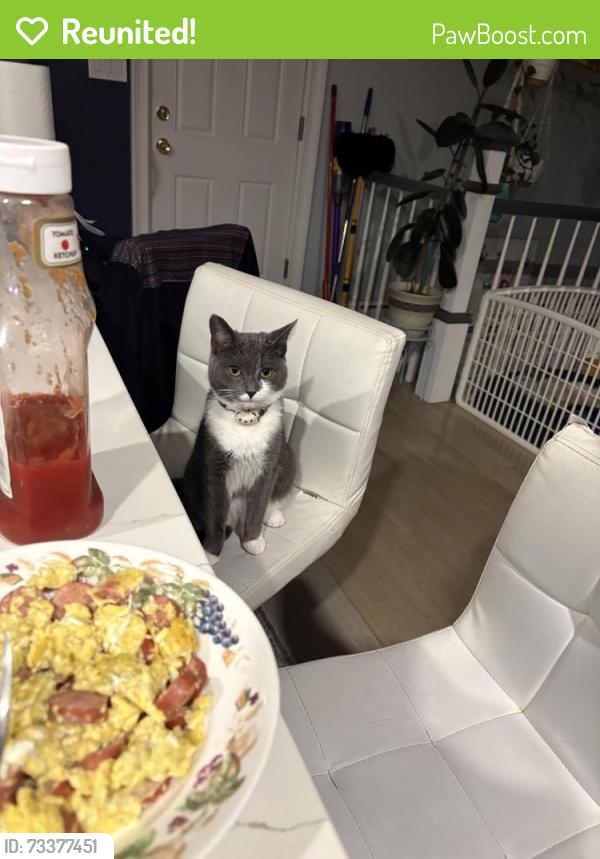 Reunited Female Cat last seen woodedge, Waterbury, CT 06706