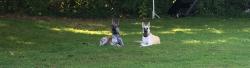 Reunited Male Dog last seen Dana Rd, Oleta Rd Area, Hendersonville, NC 28792