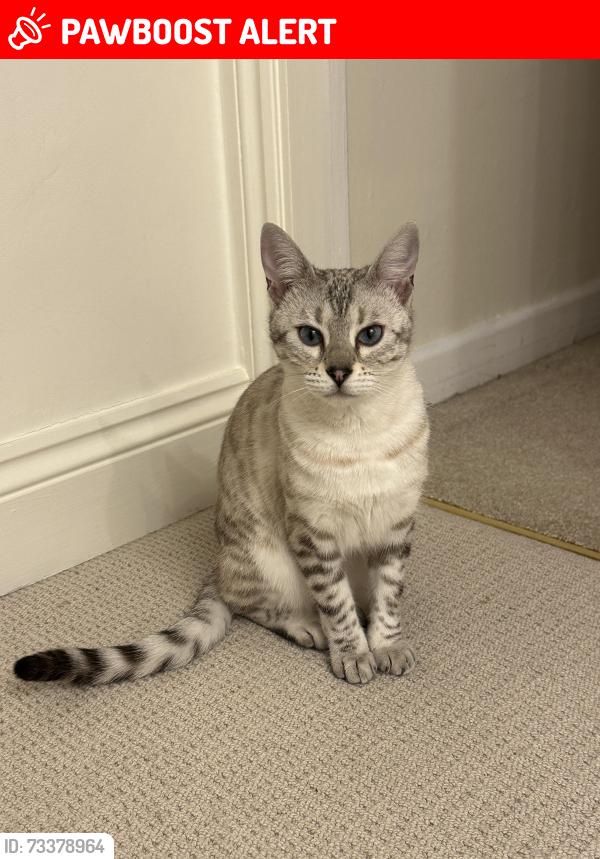 Lost Female Cat last seen Old hse Road and the crescent, Great Horkesley, England CO6 4EH