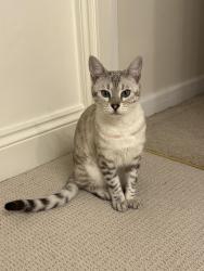 Lost Female Cat last seen Old hse Road and the crescent, Great Horkesley, England CO6 4EH