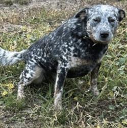 Reunited Female Dog last seen Vermont blvd, Elkton, FL 32033