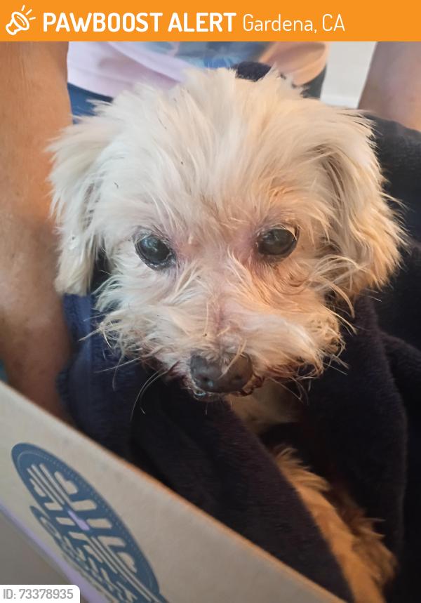 Found/Stray Male Dog last seen Behind Big Lots on Rosecrans and Crenshaw, Gardena, CA 90249