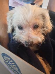 Found/Stray Male Dog last seen Behind Big Lots on Rosecrans and Crenshaw, Gardena, CA 90249