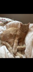 Lost Male Cat last seen Alpine and St James, Cincinnati, OH 45206
