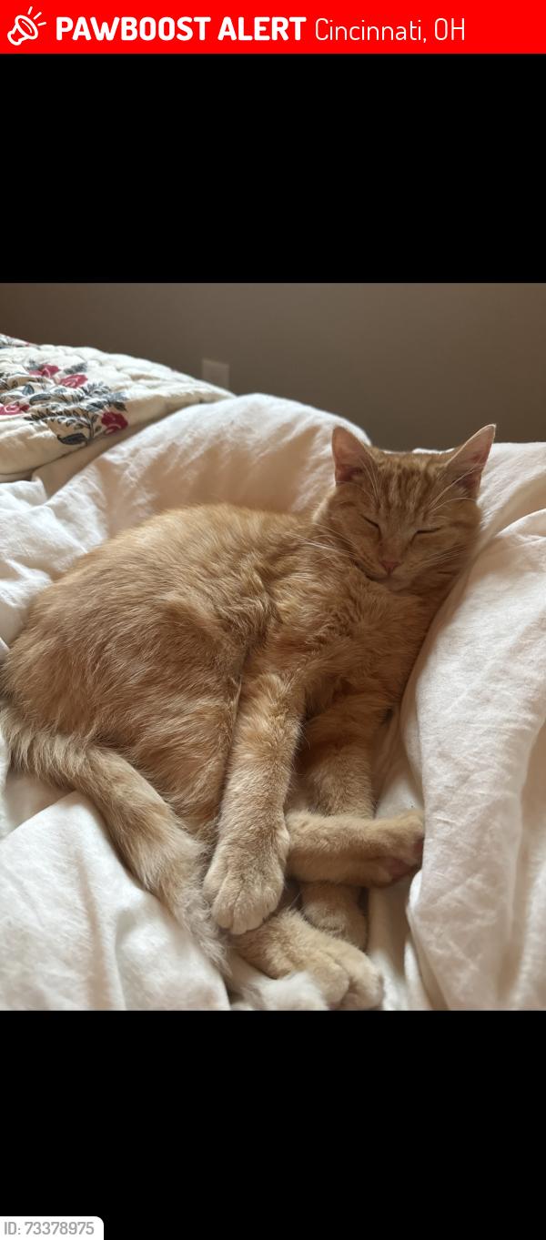 Lost Male Cat last seen Alpine and St James, Cincinnati, OH 45206