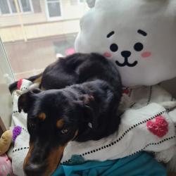Lost Female Dog last seen Corner of Cedar and Alder, Scranton, PA 18505