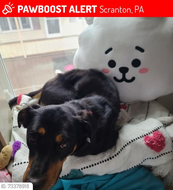 Lost Female Dog last seen Corner of Cedar and Alder, Scranton, PA 18505