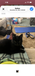 Lost Male Cat last seen Bailey, Naperville, IL 60565