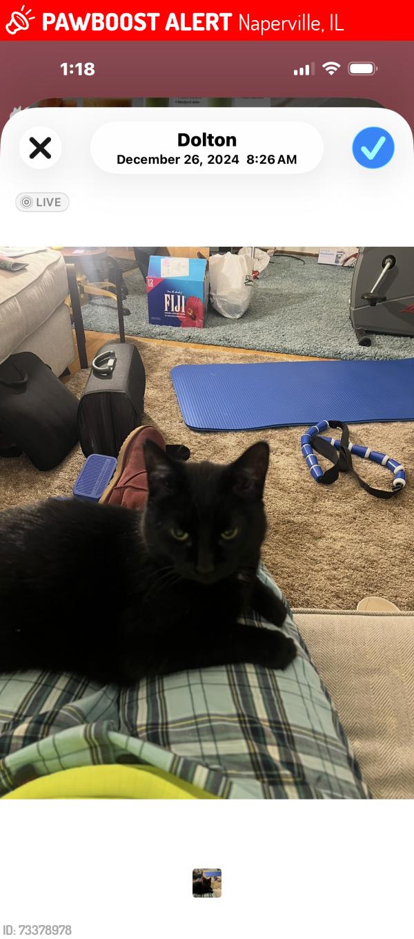 Lost Male Cat last seen Bailey, Naperville, IL 60565