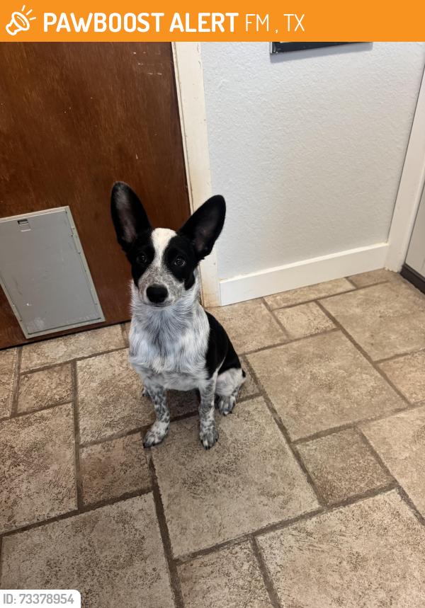 Found/Stray Female Dog last seen Cotton fields by Mullins Crossing Rd, FM 380, TX 76880