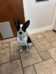 Found/Stray Female Dog last seen Cotton fields by Mullins Crossing Rd, FM 380, TX 76880