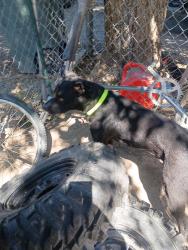 Lost Male Dog last seen By the Trax station, Salt Lake City, UT 84116