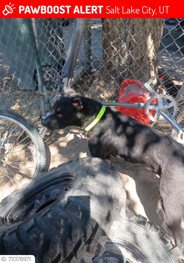 Lost Male Dog last seen By the Trax station, Salt Lake City, UT 84116